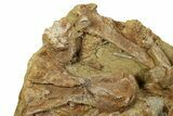 Dinosaur Tendons and Bones in Sandstone - Wyoming #264518-2
